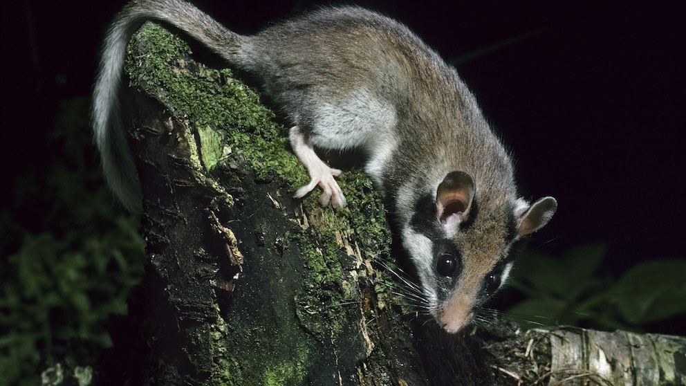 Gartenschläfer (Eliomys quercinus) bei der nächtlichen Futtersuche im Wald