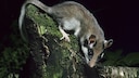 Gartenschläfer (Eliomys quercinus) bei der nächtlichen Futtersuche im Wald