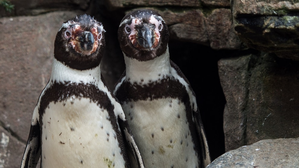 Die homosexuellen Humboldtpinguine Juan (l) und Carlos (r) stehen am 12.04.2016 in Hamburg in ihrem Gehege im Tierpark Hagenbeck.