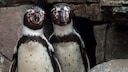Die homosexuellen Humboldtpinguine Juan (l) und Carlos (r) stehen am 12.04.2016 in Hamburg in ihrem Gehege im Tierpark Hagenbeck.