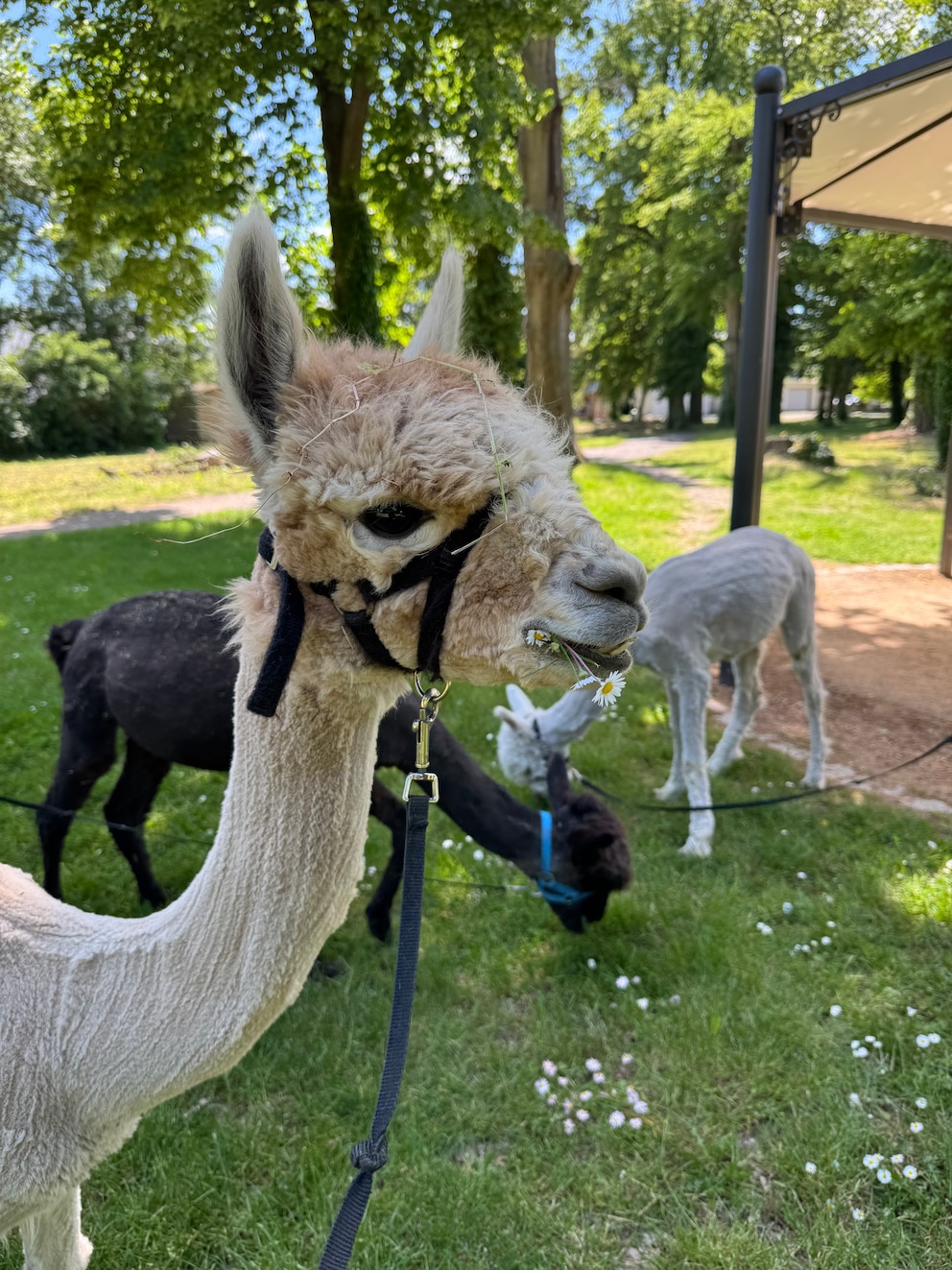 Alpaca Walk