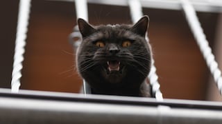 Schwarze Katze blickt durchs Treppengeländer