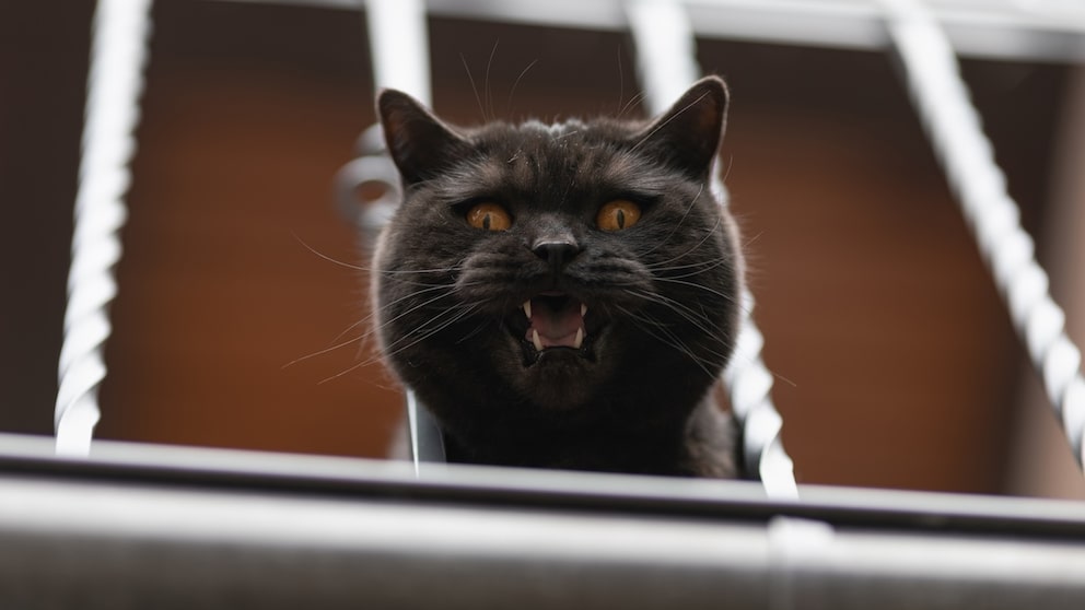 Schwarze Katze blickt durchs Treppengeländer
