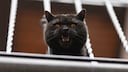 Schwarze Katze blickt durchs Treppengeländer