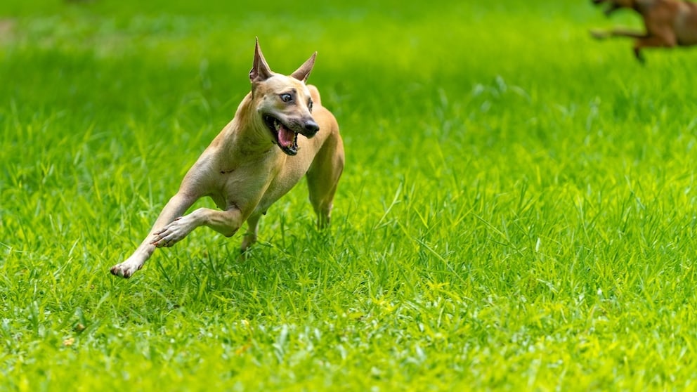 Anstrengende Hunde