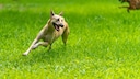 Anstrengende Hunde