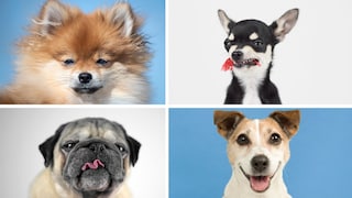 Collage aus Hundeproträt vom Zwergspitz, Chihuahua, Mops, Jack Russel Terrier
