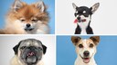 Collage aus Hundeprotr&auml;t vom Zwergspitz, Chihuahua, Mops, Jack Russel Terrier