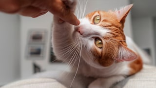 Hand reicht Katze einen Snack