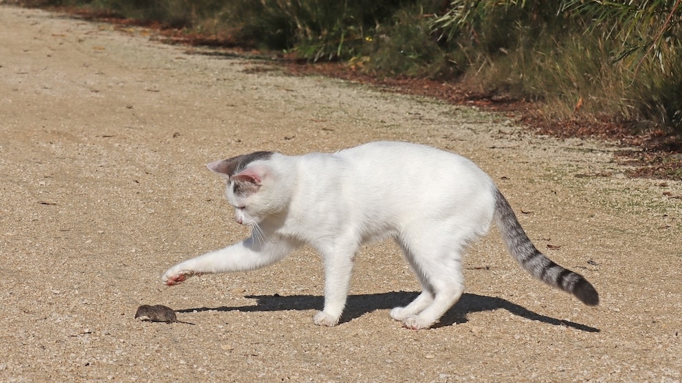 Katze spielt mit einer Spitzmaus