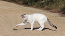 Katze spielt mit einer Spitzmaus