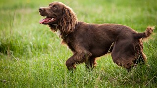 Boykin Spaniel