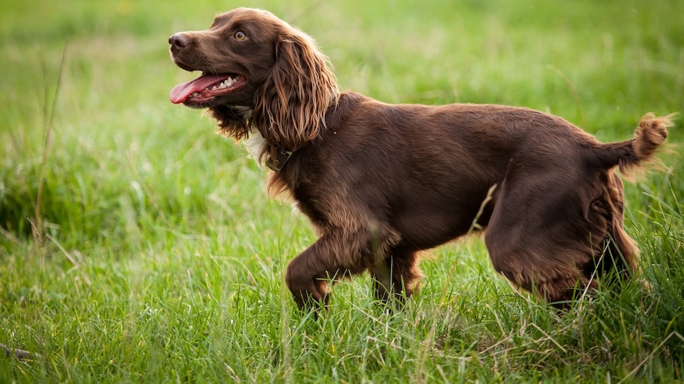 Boykin Spaniel