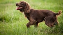 Boykin Spaniel