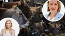Collage Ariane Kari, Louisa Stoeffler, angebundene K&uuml;he
