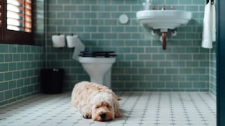 Ein Goldendoddle Designerhund liegt krank im Badezimmer