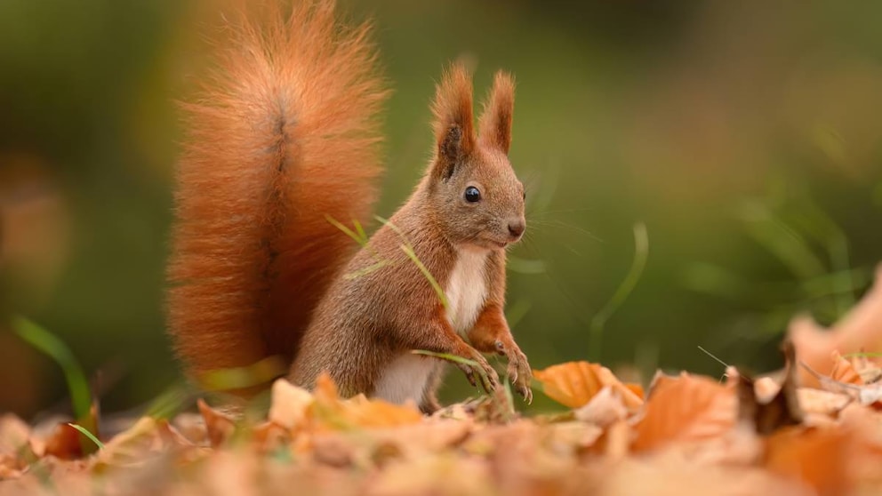 Eichhörnchen