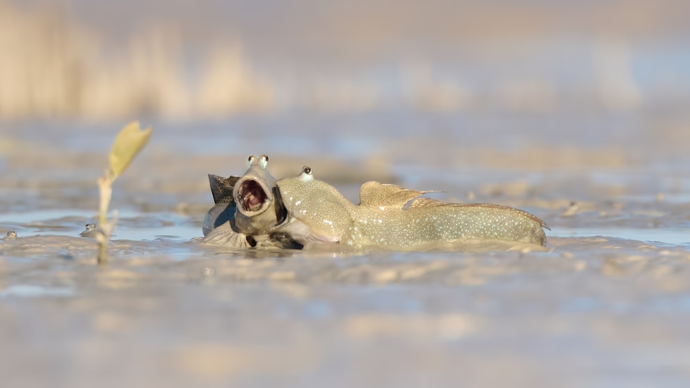 Wird hier um die Wette gerülpst oder wird hier um die Wette gelacht? Wer weiß das schon so genau ...
