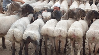 eine Herde Fettschwanzschafe