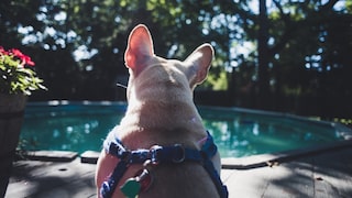 Wasser Gefahr Hunde
