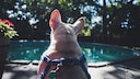 Wasser Gefahr Hunde