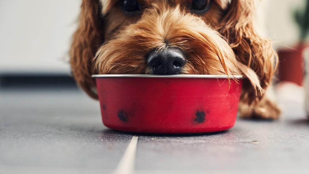 Rote Beete Hund