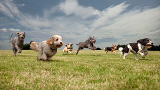 Hundewiese
