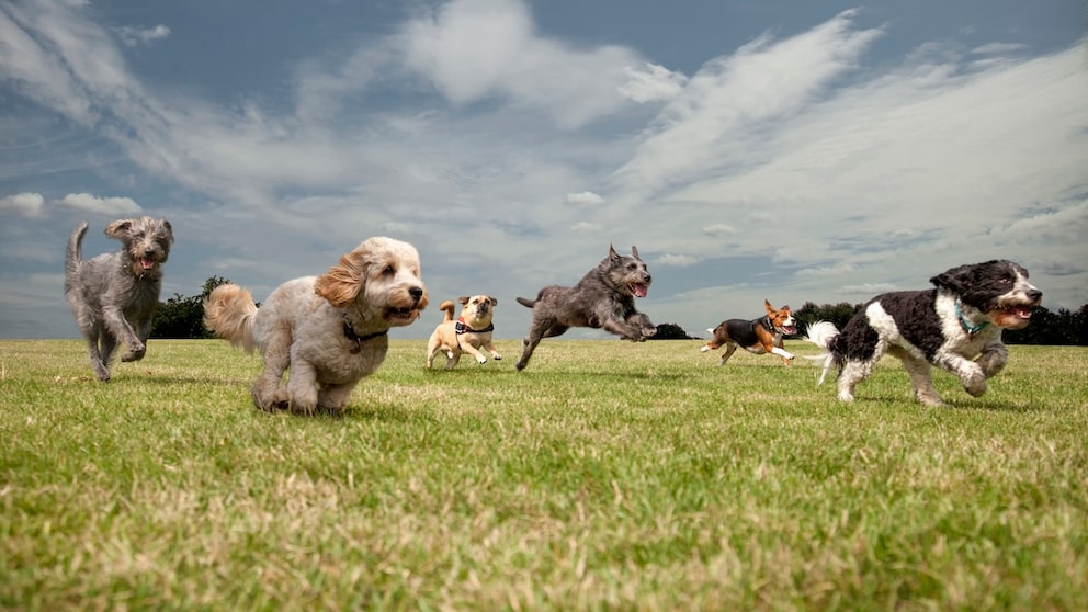Hundewiese