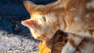 Borreliose Katzen
