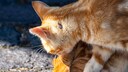 Borreliose Katzen