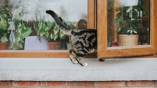 Katze Fenster Sturz