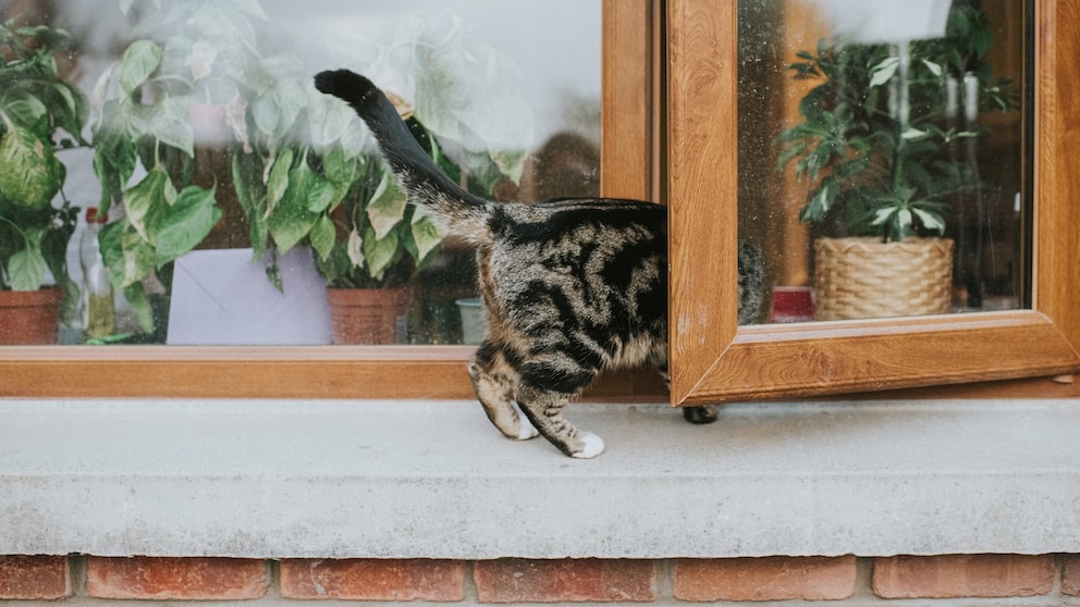Katze Fenster Sturz
