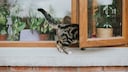 Katze Fenster Sturz