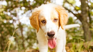 Ein Hitzschlag beim Hund kann lebensbedrohlich sein
