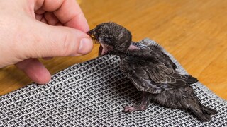 Jungvogel vom Mauersegler (Apus apus)