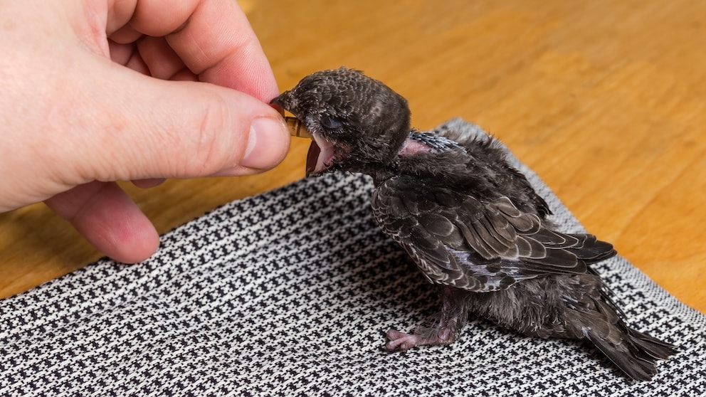 Jungvogel vom Mauersegler (Apus apus)