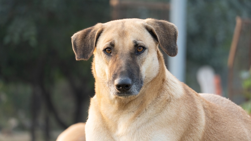 Der Chinook ist ein seltener Schlittenhund mit sanftem Wesen und großer Ausdauer.