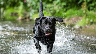 Wasserrute