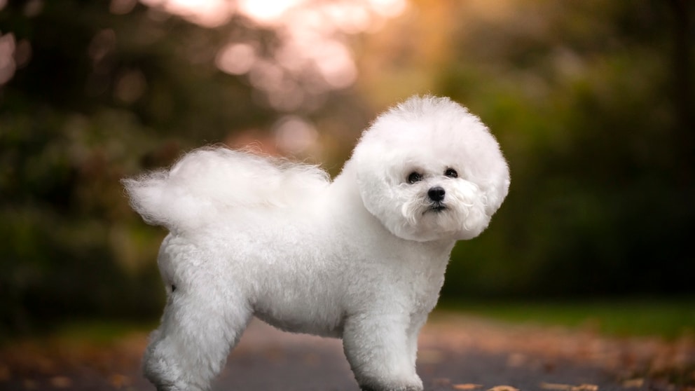 Bichon Frisé