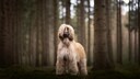 Portrait von einem Afghanischem Widhund
