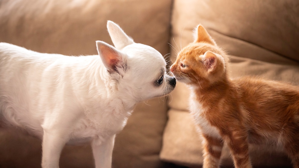 Hunde und Katzen sollen in Zukunft durch die EU-Tierschutzregelung vermehrt geschützt werden