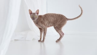 Cornish Rex