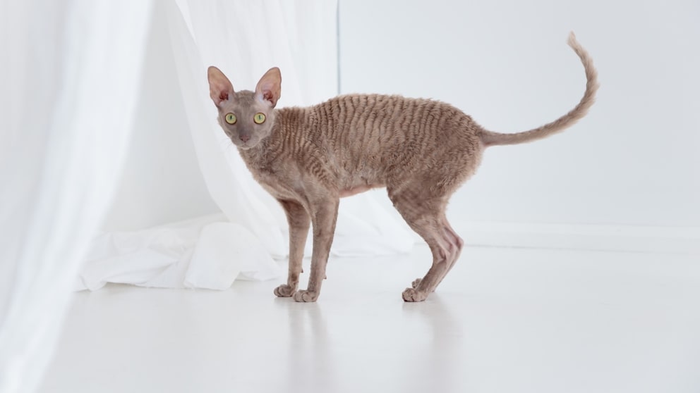 Cornish Rex