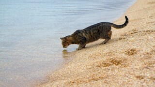 Katze trinkt aus Meer