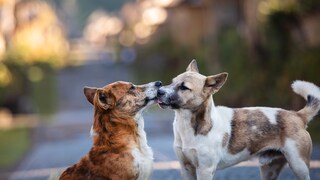 Zwei Hunde spielen zusammen auf der Straße in Bali.