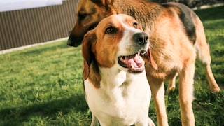 Hund steht vor anderem Hund