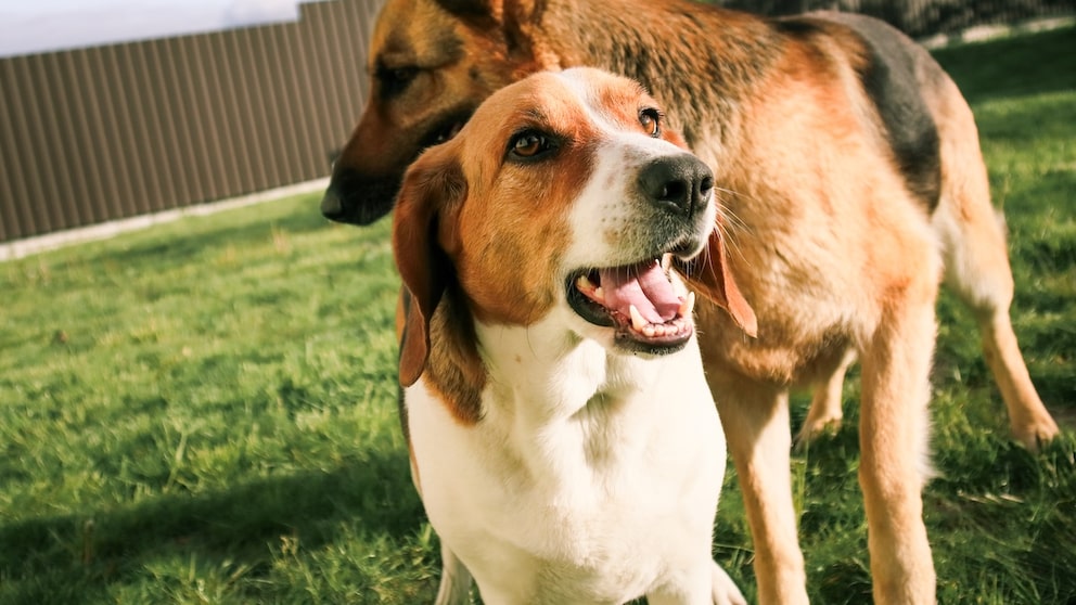Hund steht vor anderem Hund
