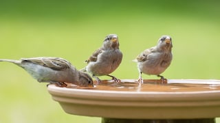 Vogeltränke