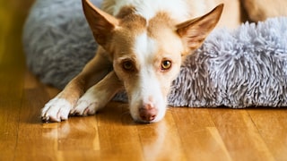 Ein junger Podenco liegt entspannt auf einem weichen Kissen