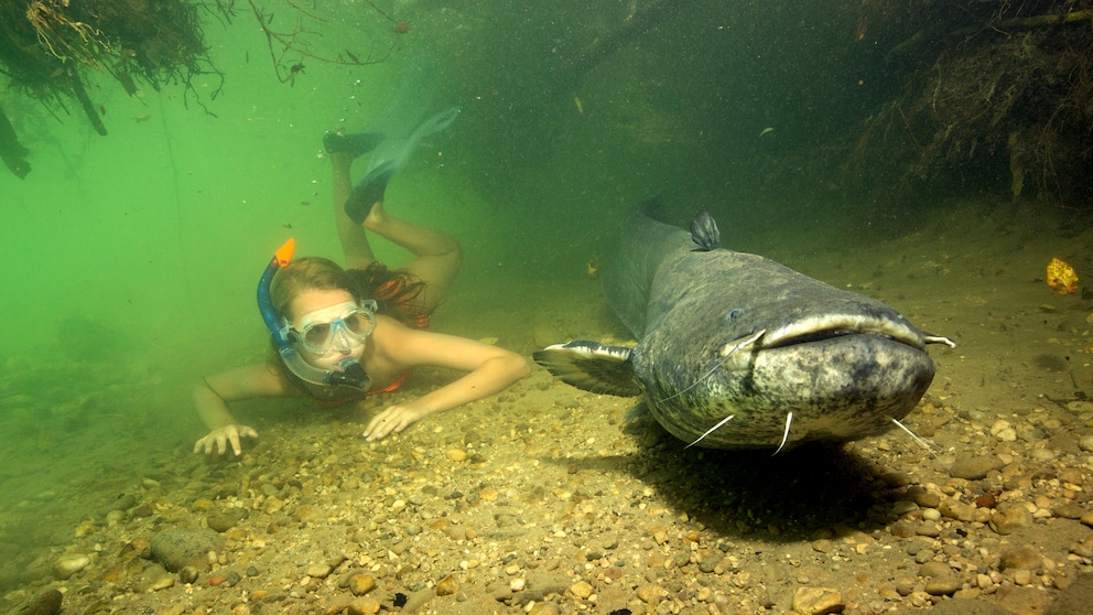 Mädchen mit großem Waller, auch Europäischem Wels (silurus glanis) in einem Fluss in Deutschland